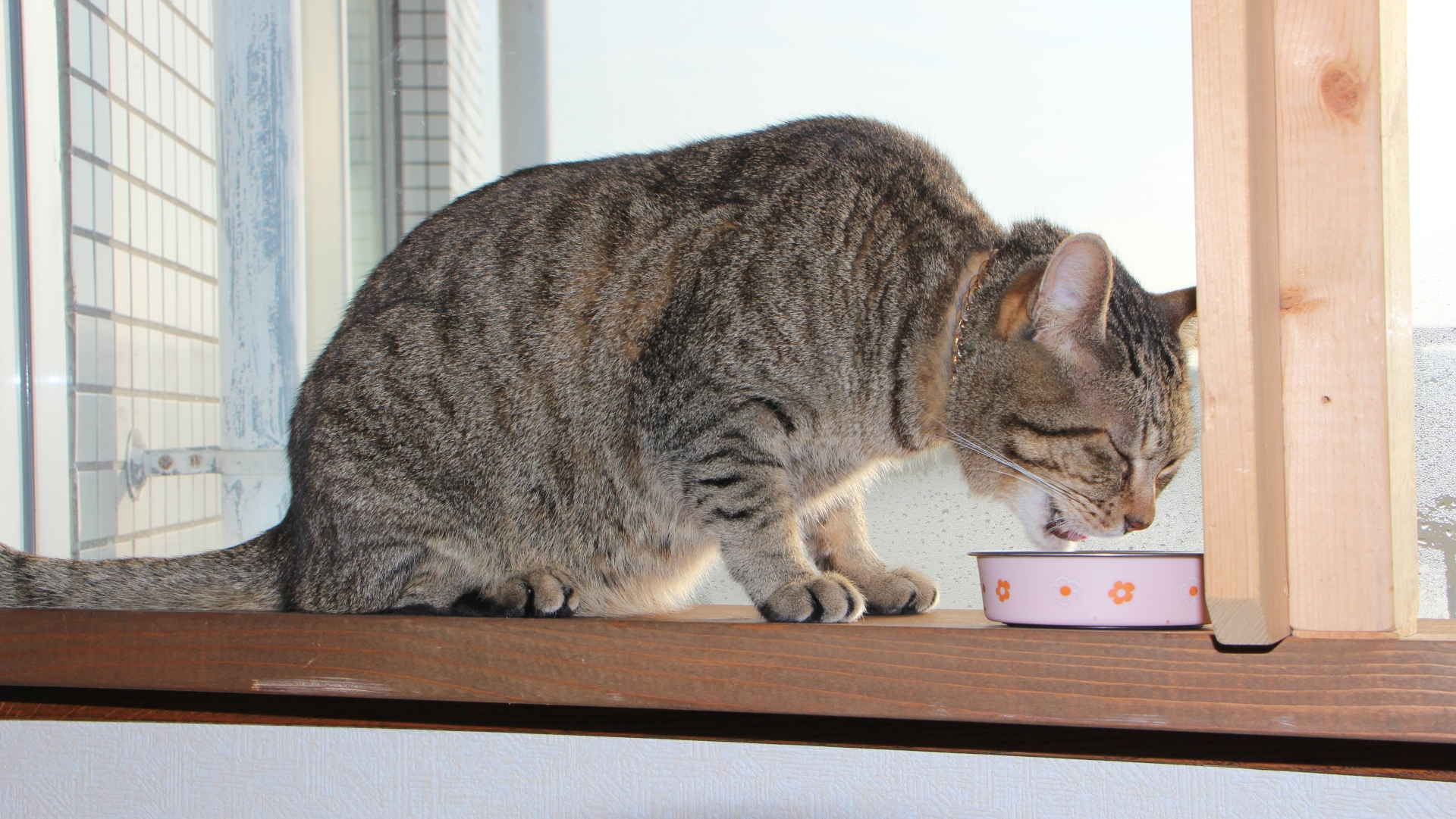 猫のご飯の様子①