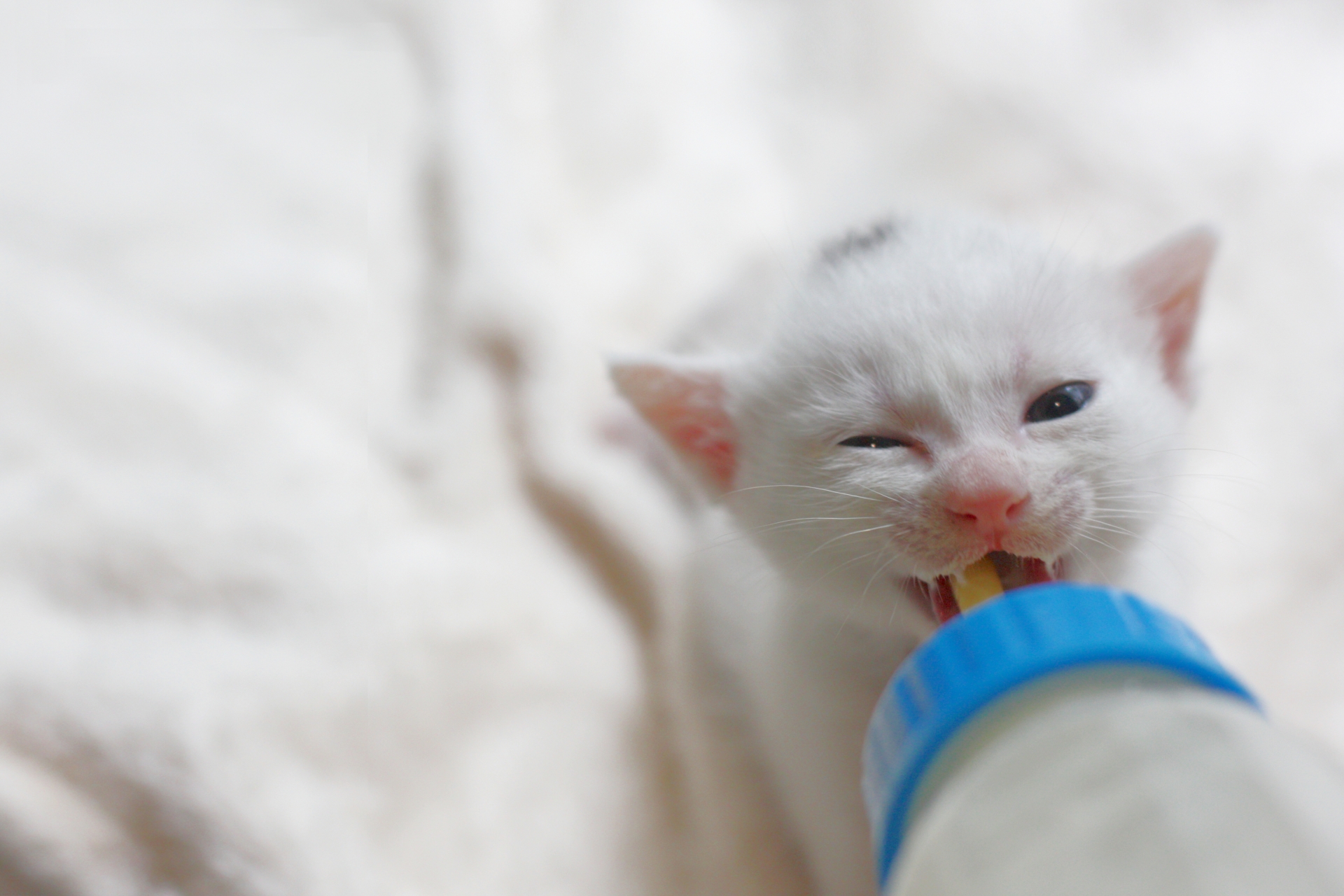 ミルクを飲む子猫