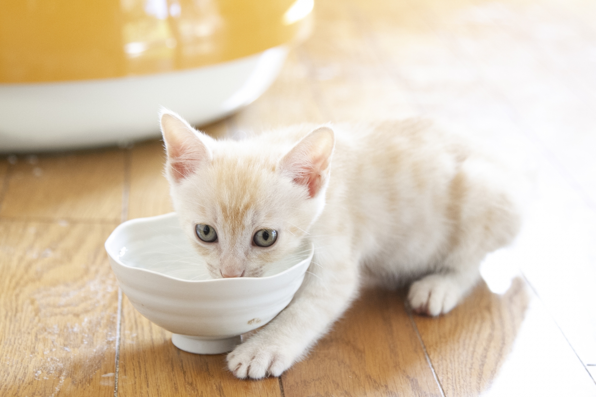 キャットフードを食べる子猫