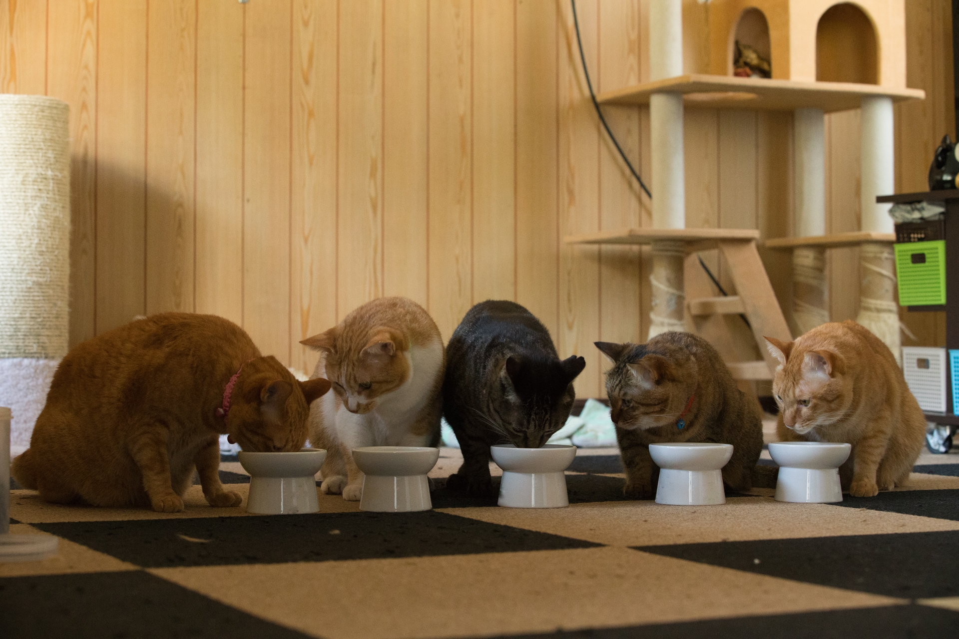 猫のご飯の様子②