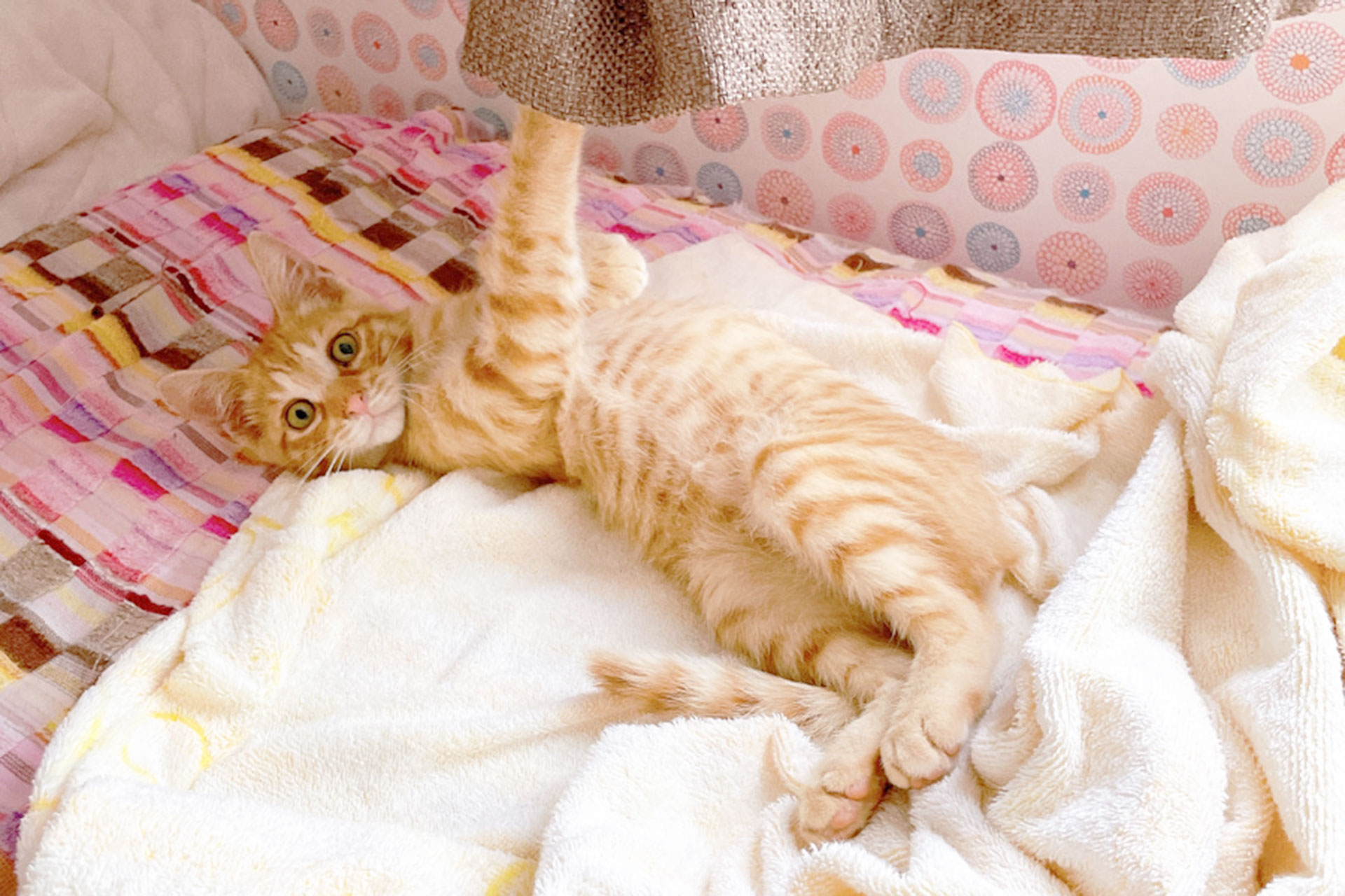 カーテンで遊ぶ子猫