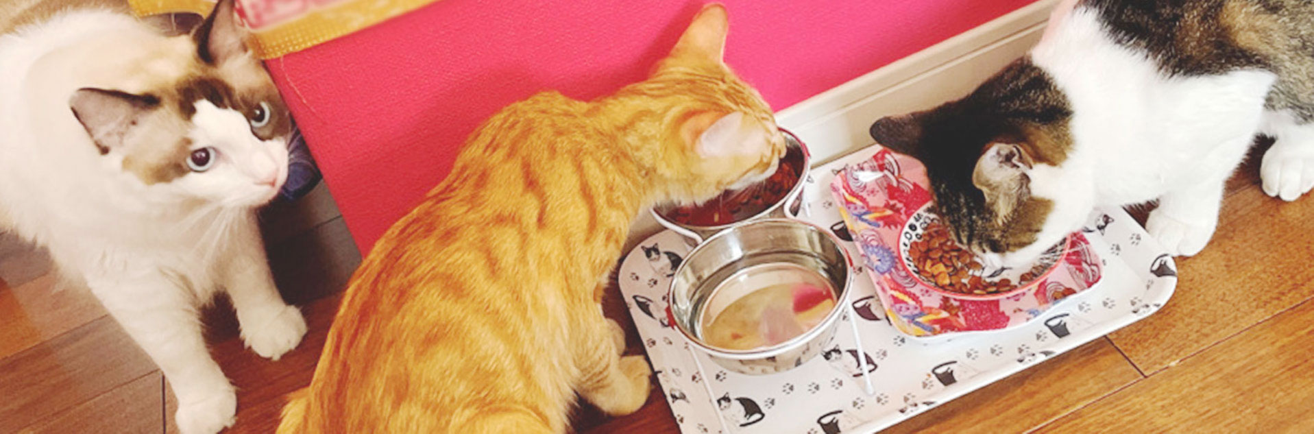 キャットフードを食べる猫達