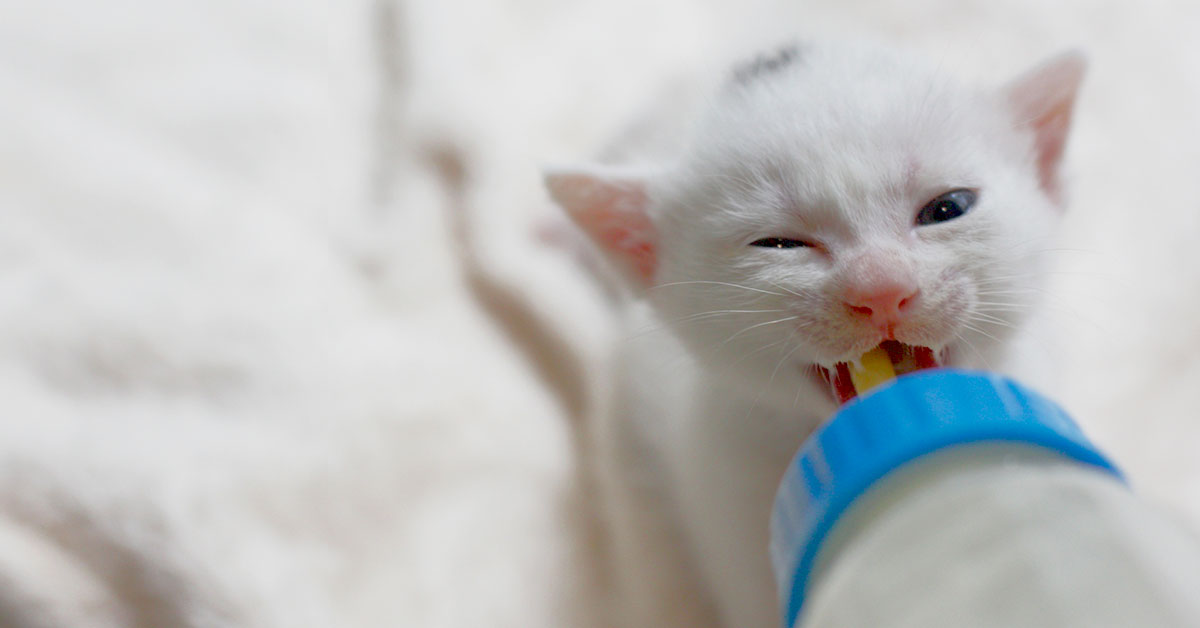 子猫の写真
