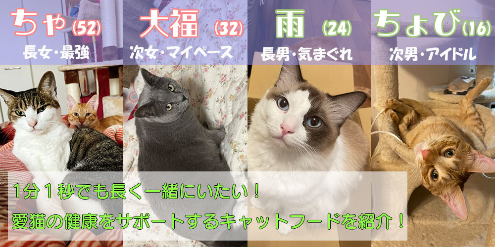 猫紹介画像