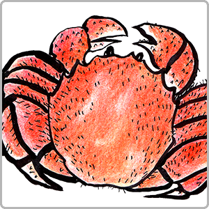 活毛ガニ(生きたまま)をお探しの方