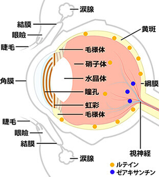 アイケア 紫外線 抗酸化作用