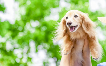 ルテイン 犬 効果