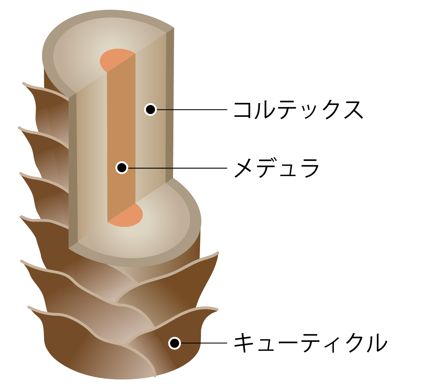 女性の髪の悩み