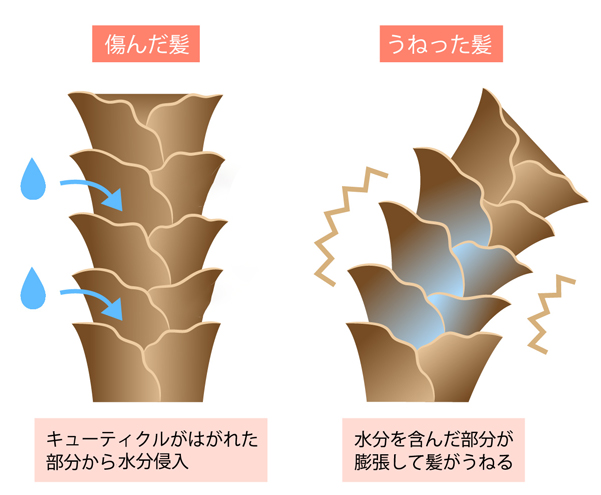 うねり原因はキューティクルのダメージ2