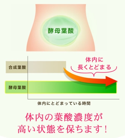 酵母葉酸